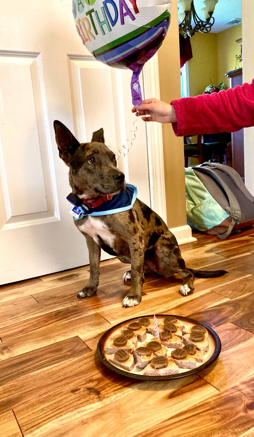 Oakley at a birthday celebration with a party hat and treats