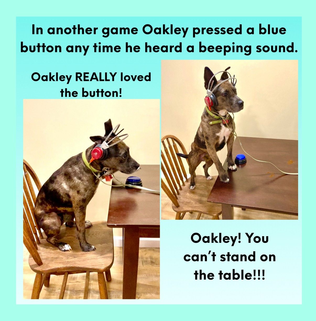 An actual page from Oakley's children's book