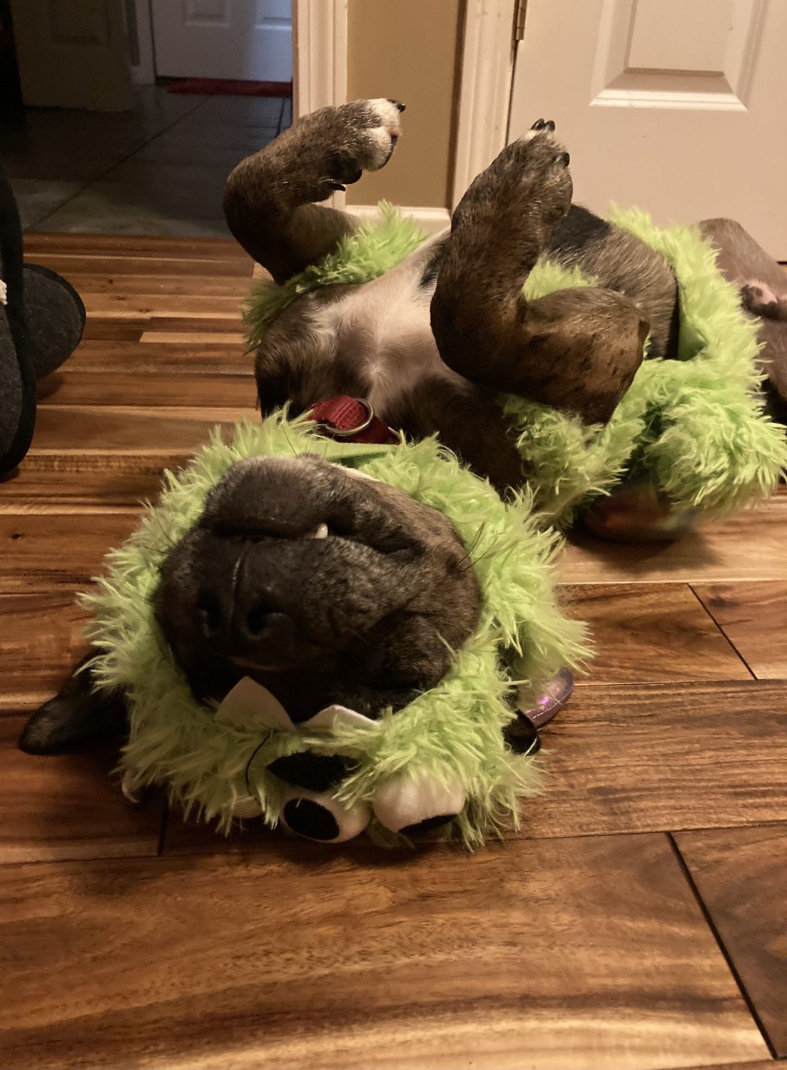 Oakley lying upside down in a fuzzy green monster costume
