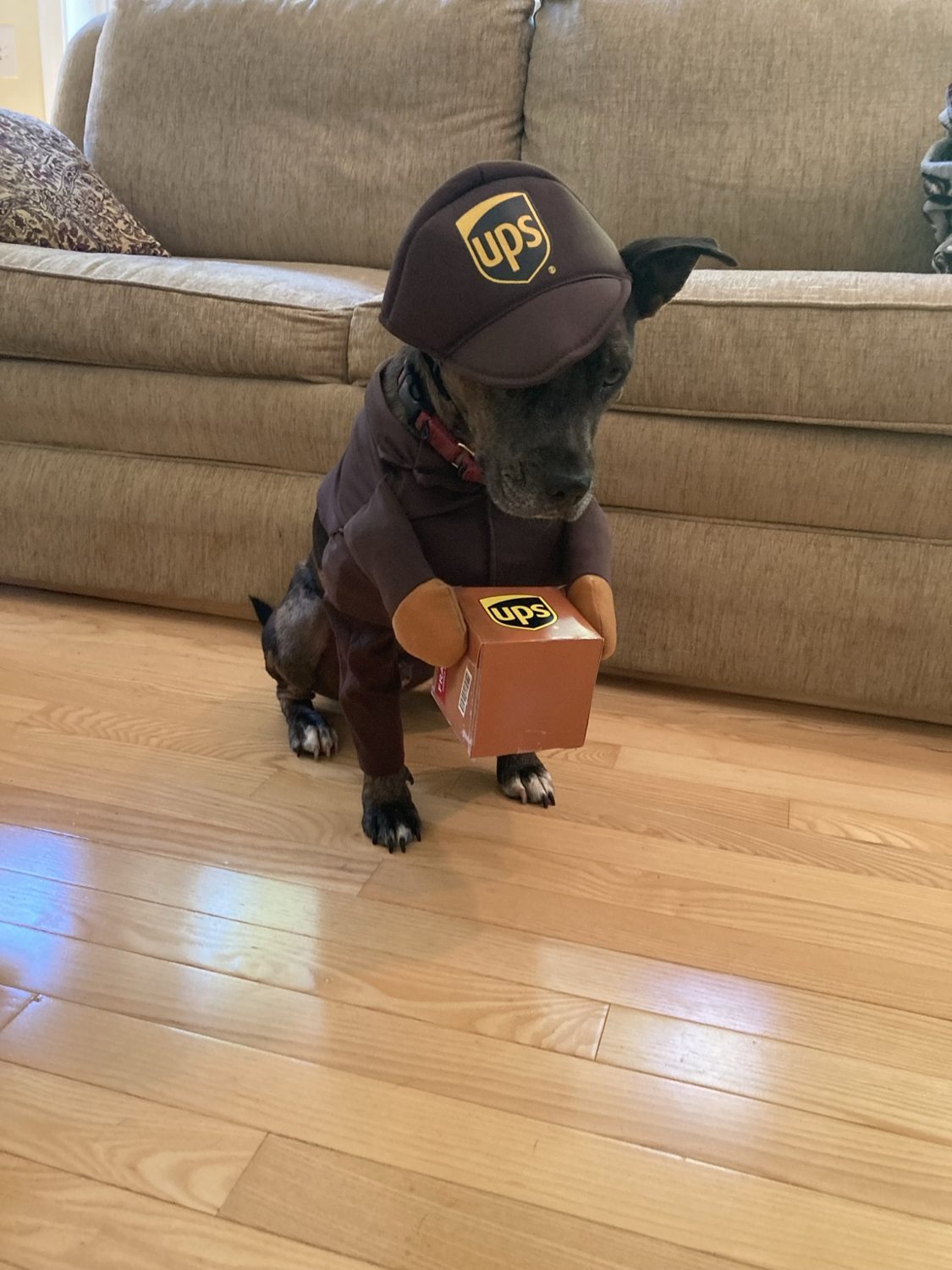 Oakley wearing a brown UPS uniform and holding a package