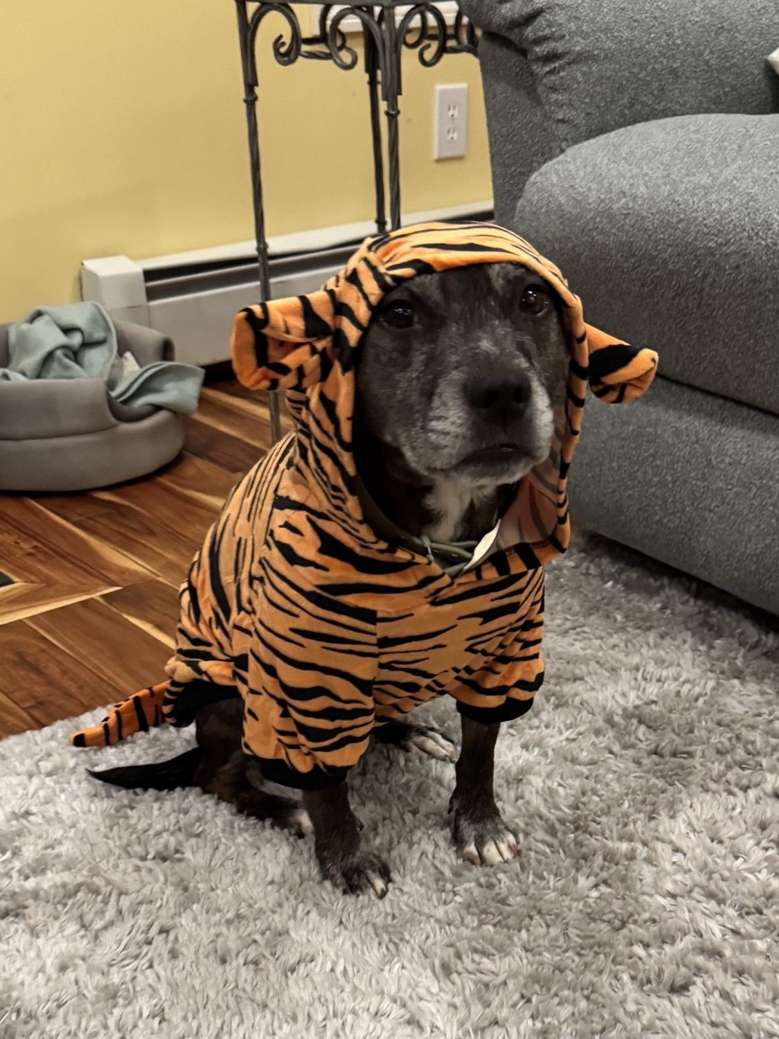 Oakley sitting in an orange tiger-striped hooded costume