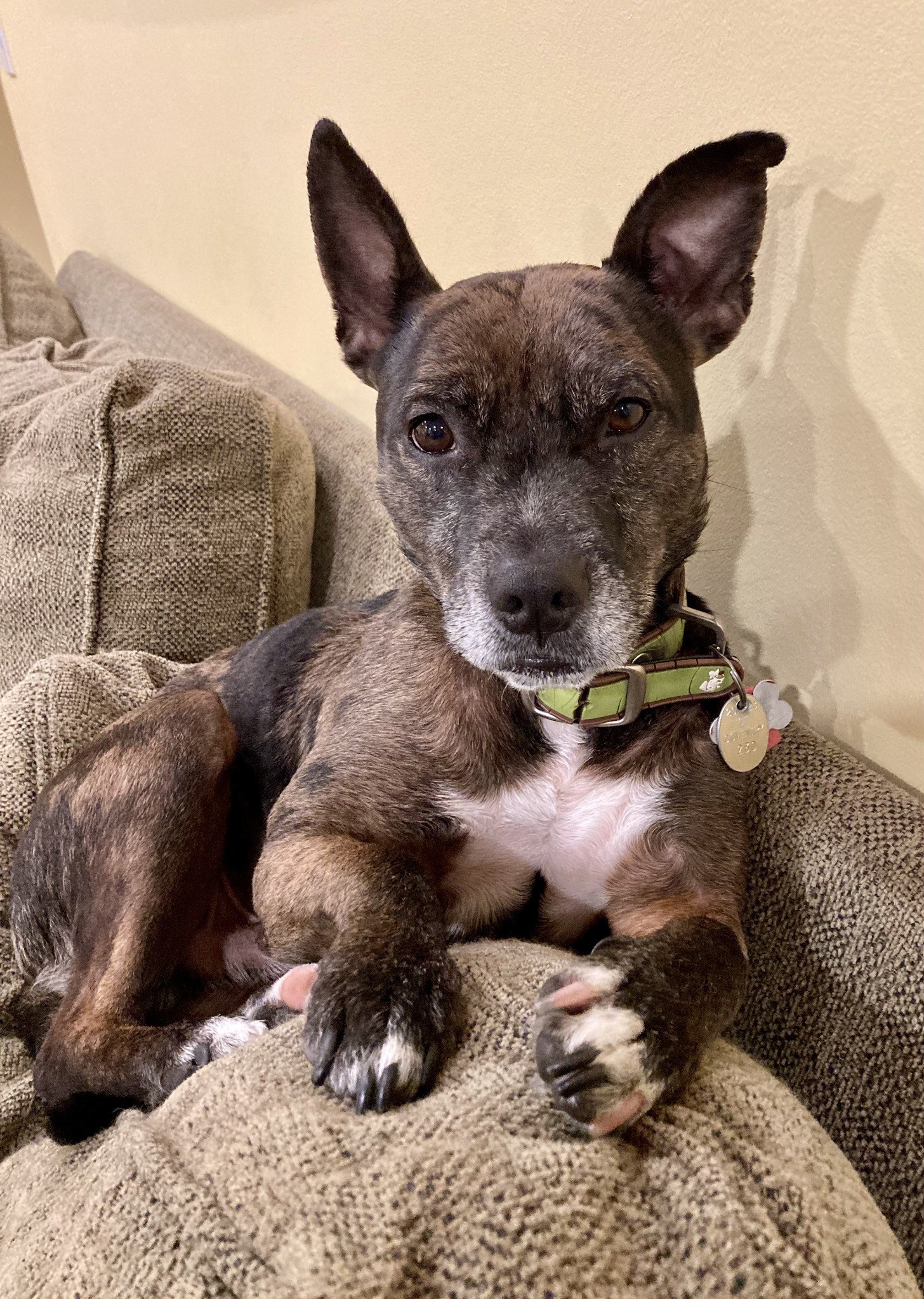 The real Oakley relaxing on the couch with his paws in front of him
