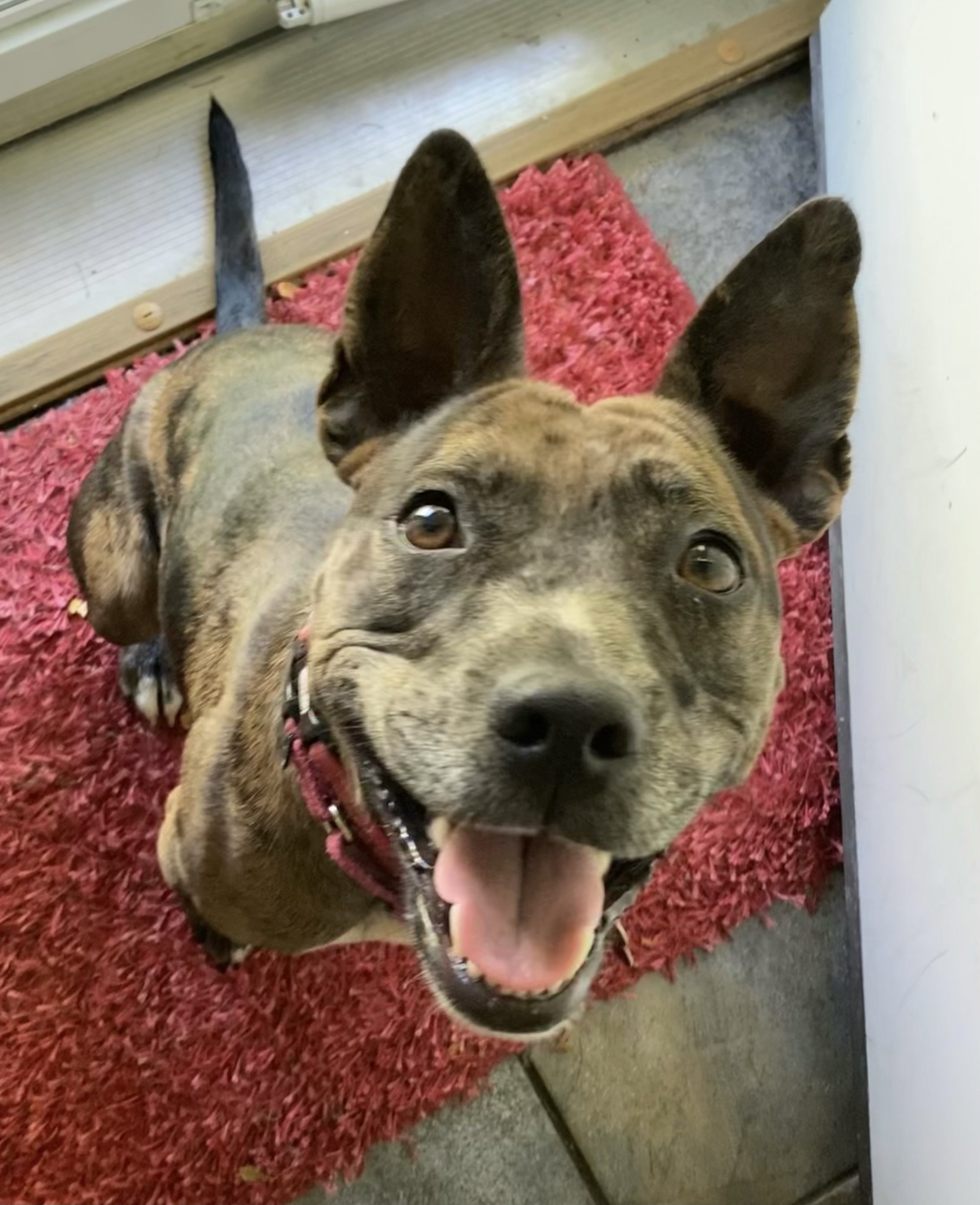 Oakley smiling with both ears up, his happy dance thumbnail