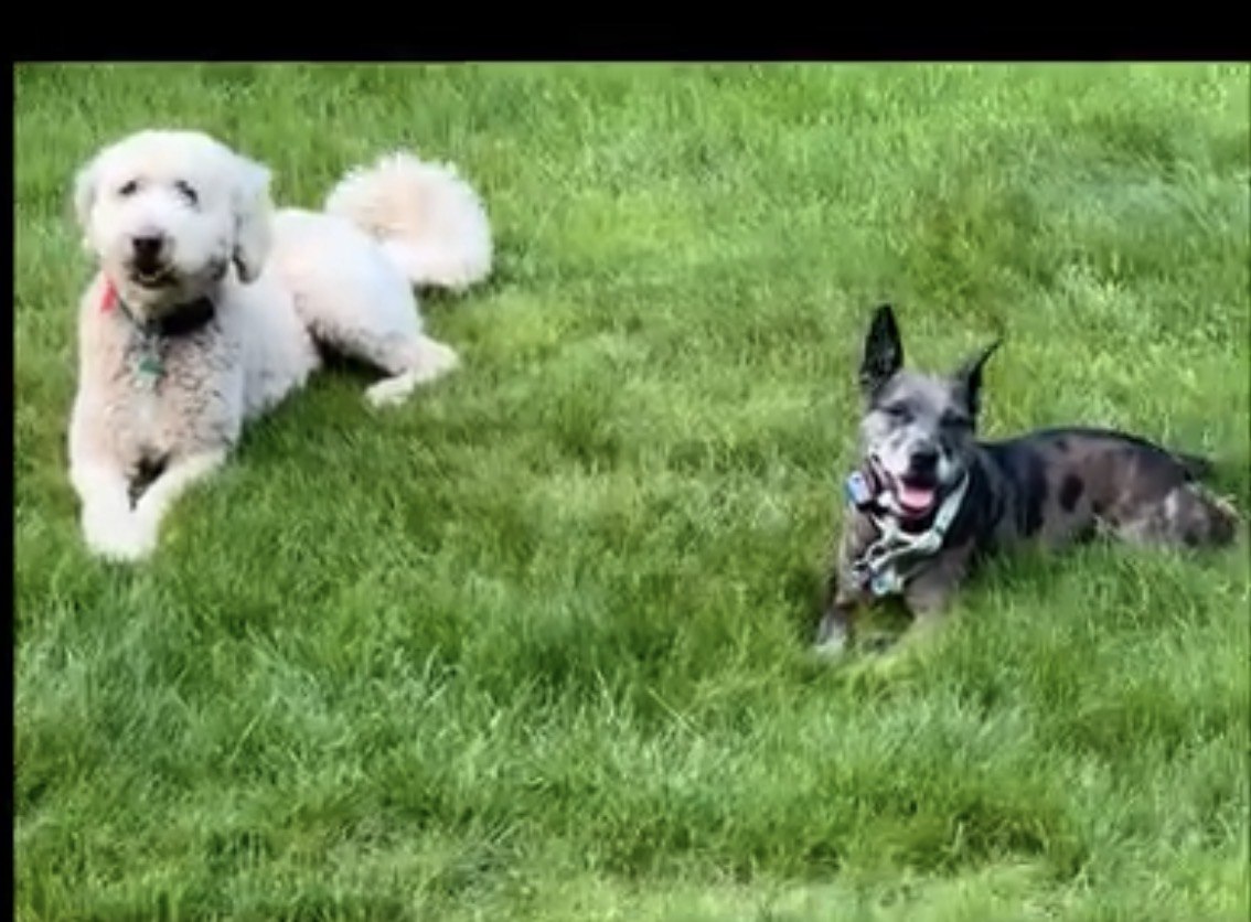 Preview for Oakley and best friend Bonnie